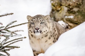 Τα Ηνωμένα Έθνη εκπέμπουν SOS για τη λεοπάρδαλη του χιονιού: Έχουν απομείνει λίγες χιλιάδες