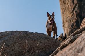 Πιτ μπουλ δάγκωσε αστυνομικό σε «έφοδο» για ναρκωτικά 