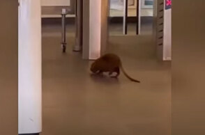 Μεγάλο τρωκτικό προκάλεσε αναστάσωση σε σταθμό του Μετρό στη Ρώμη