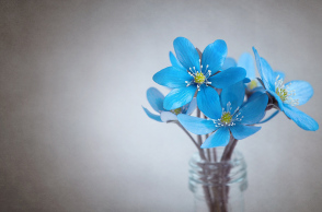 Γιορτή - λουλούδι