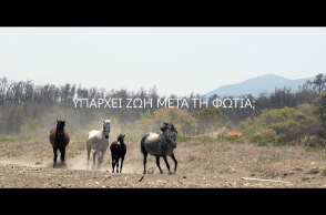 Άλογα τρέχουν σε καμένες εκτάσεις γης