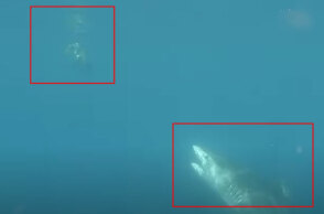 Καρχαρίας ετοιμάζεται να επιτεθεί σε θαλάσσια χελώνα στο Ανατολικό Τιμόρ