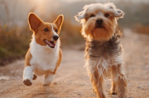 Spot για τη νέα τηλεφωνική γραμμή 10410 της ΕΛΑΣ για τα ζώα