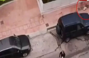 Το νεκρό κανίς στη Δραπετσώνα μετά την επίθεση από λυκόσκυλο