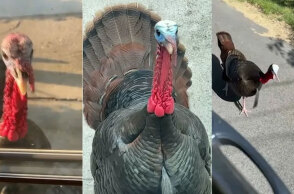 Άγριες γαλοπούλες στη Μασαχουσέτη «τρομοκρατούν» τους κατοίκους της πόλης Woburn