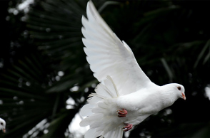 Διάσκεψη για τη βιοποικιλότητα