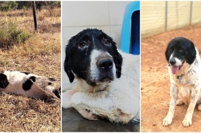  Επίσκεψη στο καταφύγιο ζών ΚΑΖ