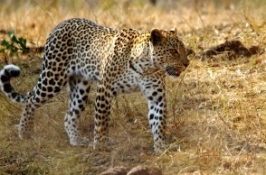 Ινδία: Τουλάχιστον 15 τραυματίες από επίθεση λεοπάρδαλης σε πανεπιστημιούπολη 