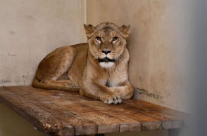 Το ένα από τα τρία λιοντάρια που μεταφέρθηκαν στη Δανία από την Ουκρανία