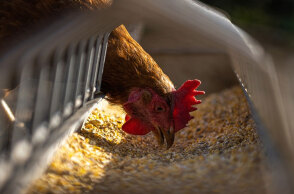 Σε έξαρση η γρίπη των πτηνών στην Τσεχία