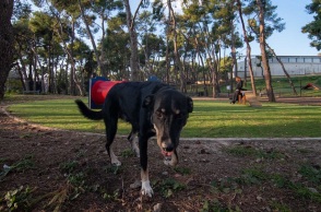 Δήμος Αθηναίων: Δύο νέα σύγχρονα πάρκα σκύλων στην πόλη