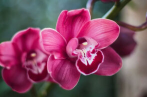 Φώτης και Φωτεινή έχουν γιορτή σήμερα 6 Ιανουαρίου, σύμφωνα με το εορτολόγιο