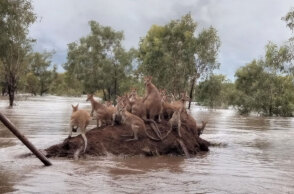 Καγκουρό στην Αυστραλία πάνω σε «βουνό» από χώμα για να σωθούν από τις πλημμύρες