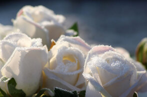 Λουλούδια - Γιορτή