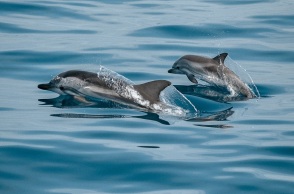 Πάνω από 100 νεκρά δελφίνια του Αμαζονίου στη Βραζιλία -  Στους 39 βαθμούς η θερμοκρασία του νερού