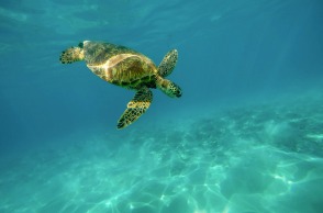 Επιστήμη – Γεωλογία - Δ.Σακελλαρίου (ΕΛΚΕΘΕ): Υποθαλάσσια ρήγματα και υποθαλάσσιοι σεισμοί χρειάζονται περισσότερη έρευνα, μόνο το 30% των ελληνικών βυθών έχει μελετηθεί συστηματικά	