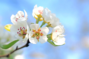 Μπουκέτο λουλούδια