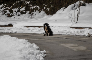 Σκύλος στα χιόνια