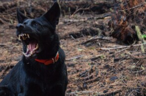 Η στιγμή της επίθεσης που δέχθηκε ο 9χρονος από σκύλο στο Καματερό