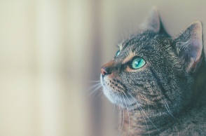 Κολωνός: Σύλληψη 33χρονου για κακοποίηση γάτας