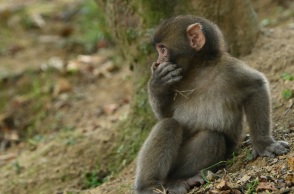 A gibbon who lived alone in her cage had a baby. Japanese zookeepers finally know how