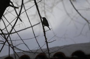 Πουλάκι σε κλαδί εν μέσω χειμώνα