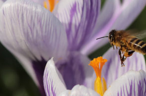 Μέλισσα σε ένα λουλούδι