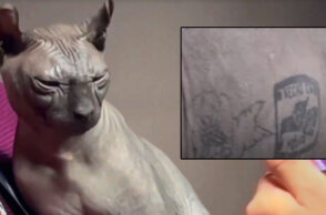 Η γάτα στο Μεξικό με το τατουάζ συμμορίας στο σώμα της