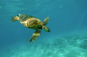 Θαλάσσια χελώνα