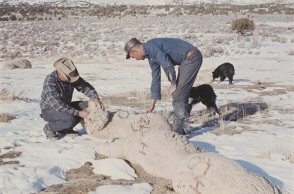 Dugway sheep incident