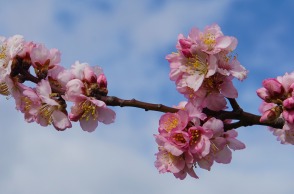 Ανθισμένη αμυγδαλιά 
