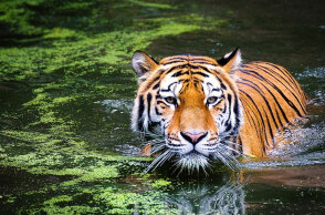 Τίγρης μέσα στο νερό