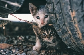 Βόλος: Πρόστιμο 120.000 ευρώ στην 75χρονη που πέταξε στα σκουπίδια τέσσερα νεογέννητα γατάκια