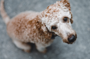 Θεσσαλονίκη: 50χρονος επιτέθηκε με μαχαίρι σε αδέσποτα
