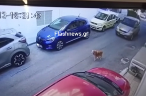 Οδηγός πάτησε εν ψυχρώ σκύλο με το αυτοκίνητό της