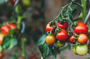 NASA: Έρχονται στη Γη οι πρώτες ντομάτες που καλλιεργήθηκαν στο Διάστημα