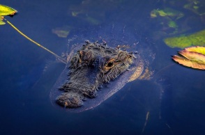 Αυστραλία: Αγνοούμενος ψαράς βρέθηκε μέσα σε έναν κροκόδειλο