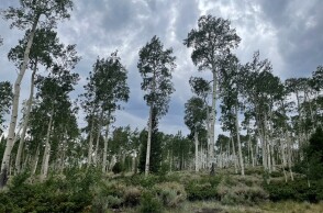 Το άλσος Pando.