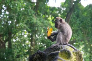 Μαϊμού τρώει μπανάνα