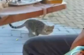 Θάσος: Περιστατικό κακοποίησης ζώου