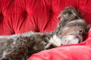 ​Γιατί μου καναπέθανες;