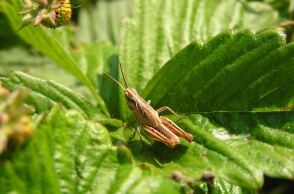 Ακρίδα πάνω σε φυτό