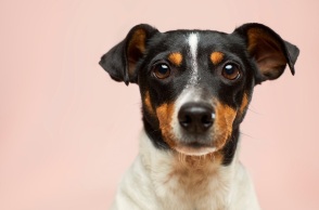 Ανήλικος κρέμασε από τον λαιμό σκύλο και τον μαστίγωσε 