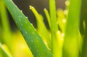 Αλόη Βέρα: Στη λίστα του ΠΟΥ με τις πιθανώς καρκινογόνες ουσίες