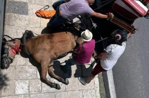 Νεκρό άλογο που έσερνε άμαξα στην Κέρκυρα