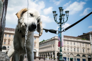 Σκύλος ξεδιψάει από τον καύσωνα στην Ιταλία