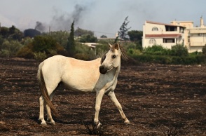 Φωτιά στον Κουβαρά: Επιχείρηση διάσωσης εγκλωβισμένων αλόγων