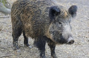 Βερολίνο: Η λέαινα που αναζητούνταν είναι πιθανότατα αγριογούρουνο