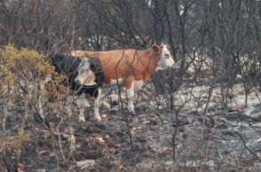 © ΓΙΩΡΓΟΣ ΚΟΝΤΑΡΙΝΗΣ/EUROKINISSI