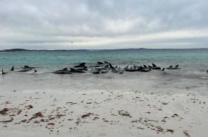 Αυστραλία: Δεκάδες μαυροδέλφινα εξόκειλαν σε παραλία 